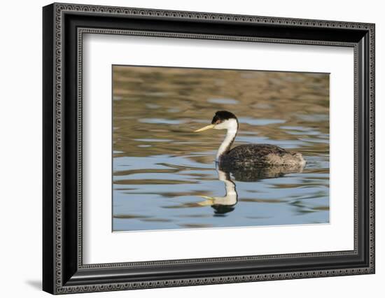 Western grebe, Elephant Butte Lake State Park, New Mexico.-Maresa Pryor-Framed Photographic Print