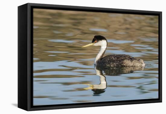 Western grebe, Elephant Butte Lake State Park, New Mexico.-Maresa Pryor-Framed Premier Image Canvas