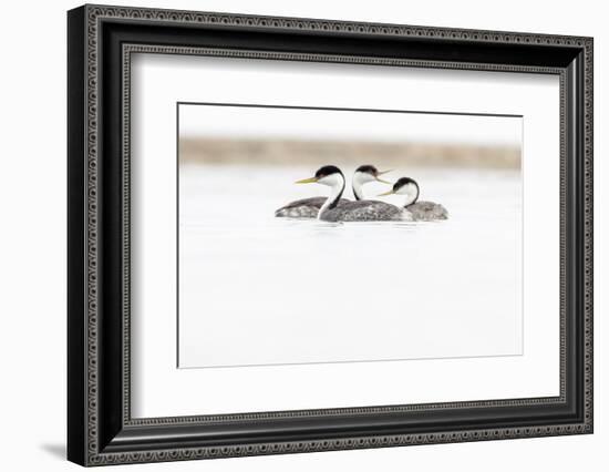 Western Grebe swimming, Baja California, Mexico-Claudio Contreras-Framed Photographic Print