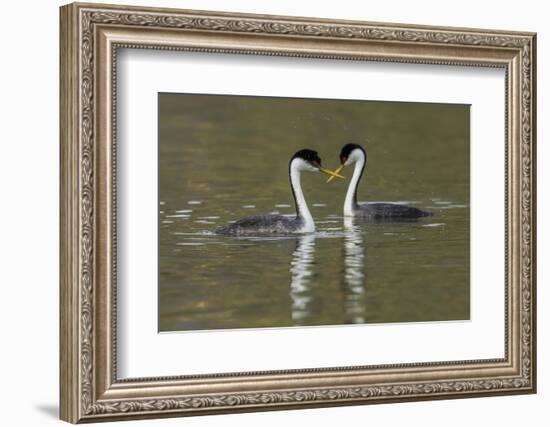 Western grebes, courting-Ken Archer-Framed Photographic Print