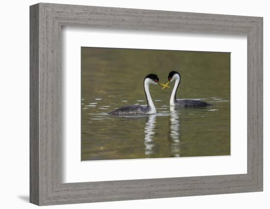 Western grebes, courting-Ken Archer-Framed Photographic Print