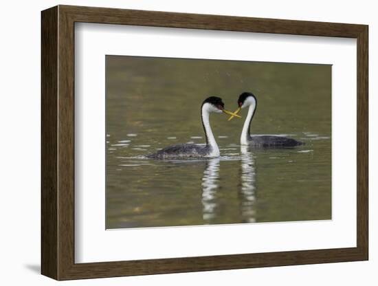 Western grebes, courting-Ken Archer-Framed Photographic Print