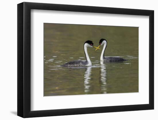 Western grebes, courting-Ken Archer-Framed Photographic Print