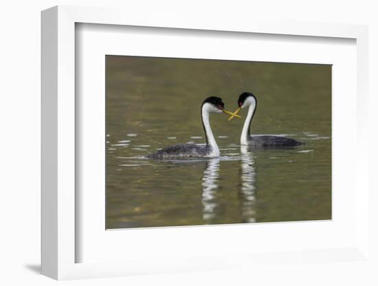 Western grebes, courting-Ken Archer-Framed Photographic Print