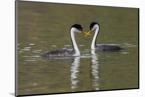 Western grebes, courting-Ken Archer-Mounted Photographic Print