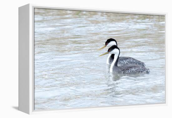 Western Grebes in Marshland, Bear River Refuge, Salt Lake City Utah-Richard Wright-Framed Premier Image Canvas