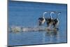 Western grebes rushing display-Ken Archer-Mounted Photographic Print