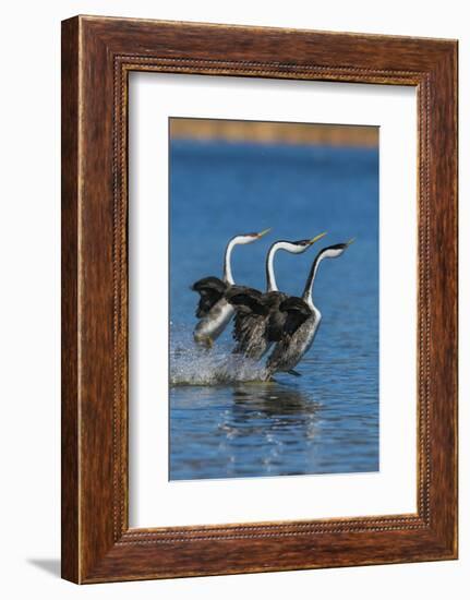 Western grebes rushing-Ken Archer-Framed Photographic Print