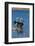 Western grebes rushing-Ken Archer-Framed Photographic Print