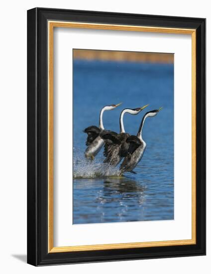Western grebes rushing-Ken Archer-Framed Photographic Print