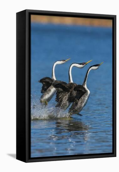 Western grebes rushing-Ken Archer-Framed Premier Image Canvas