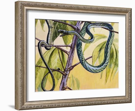 Western Green Mamba or Hallowell's Green Mamba (Dendroaspis Viridis), Elapidae-null-Framed Giclee Print