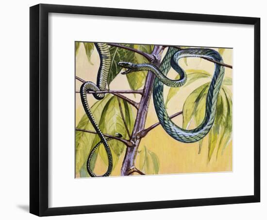 Western Green Mamba or Hallowell's Green Mamba (Dendroaspis Viridis), Elapidae-null-Framed Giclee Print