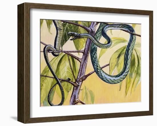 Western Green Mamba or Hallowell's Green Mamba (Dendroaspis Viridis), Elapidae-null-Framed Giclee Print