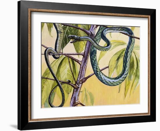 Western Green Mamba or Hallowell's Green Mamba (Dendroaspis Viridis), Elapidae-null-Framed Giclee Print