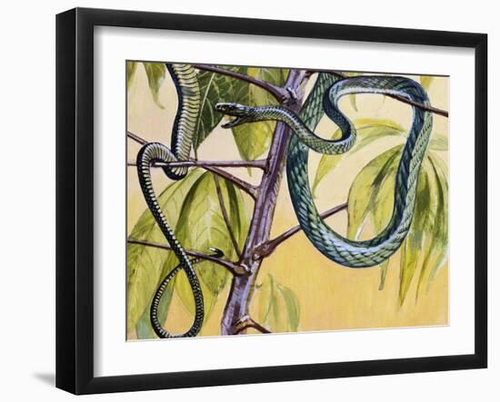 Western Green Mamba or Hallowell's Green Mamba (Dendroaspis Viridis), Elapidae-null-Framed Giclee Print