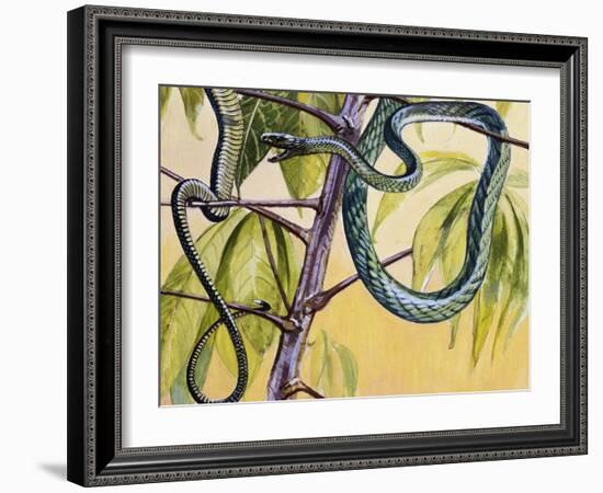 Western Green Mamba or Hallowell's Green Mamba (Dendroaspis Viridis), Elapidae-null-Framed Giclee Print