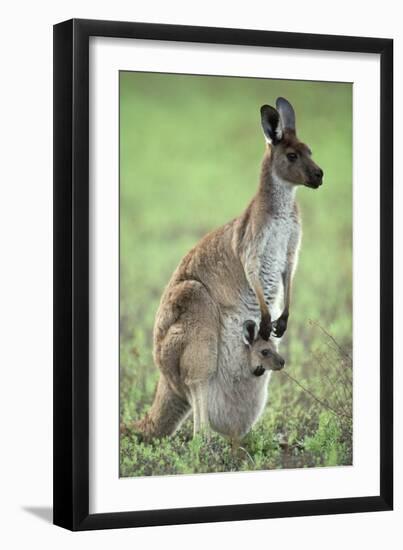 Western Grey Kangaroo with Joey in Pouch-null-Framed Photographic Print