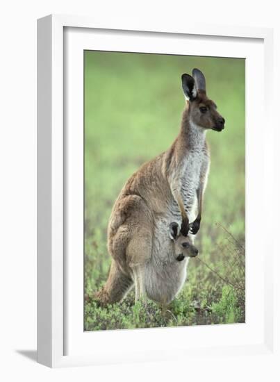 Western Grey Kangaroo with Joey in Pouch-null-Framed Photographic Print