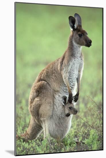Western Grey Kangaroo with Joey in Pouch-null-Mounted Photographic Print