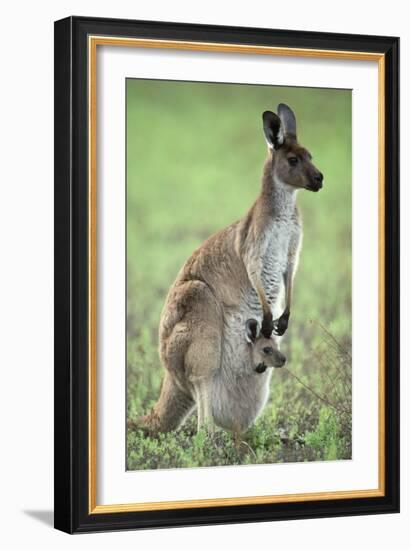 Western Grey Kangaroo with Joey in Pouch-null-Framed Photographic Print