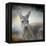 Western Grey Kangaroo-Jai Johnson-Framed Premier Image Canvas