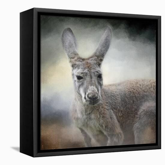 Western Grey Kangaroo-Jai Johnson-Framed Premier Image Canvas