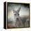 Western Grey Kangaroo-Jai Johnson-Framed Premier Image Canvas
