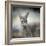 Western Grey Kangaroo-Jai Johnson-Framed Giclee Print