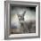 Western Grey Kangaroo-Jai Johnson-Framed Giclee Print