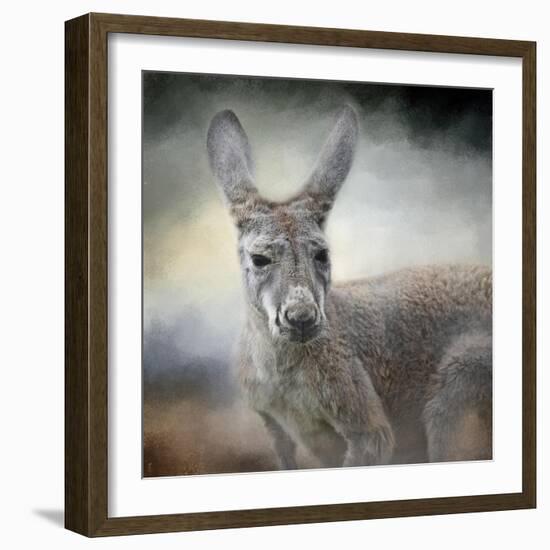 Western Grey Kangaroo-Jai Johnson-Framed Giclee Print
