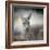 Western Grey Kangaroo-Jai Johnson-Framed Giclee Print