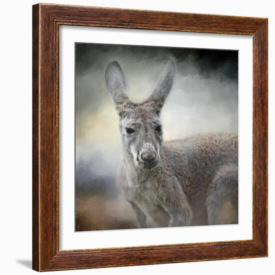 Western Grey Kangaroo-Jai Johnson-Framed Giclee Print