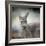 Western Grey Kangaroo-Jai Johnson-Framed Giclee Print