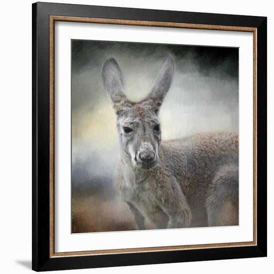 Western Grey Kangaroo-Jai Johnson-Framed Giclee Print