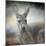 Western Grey Kangaroo-Jai Johnson-Mounted Giclee Print