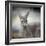 Western Grey Kangaroo-Jai Johnson-Framed Giclee Print