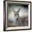 Western Grey Kangaroo-Jai Johnson-Framed Giclee Print