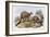 Western Grey Kangaroo-Henry Constantine Richter-Framed Giclee Print