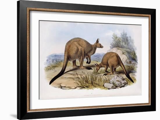 Western Grey Kangaroo-Henry Constantine Richter-Framed Giclee Print