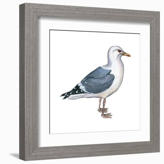 Western Gull (Larus Occidentalis), Birds-Encyclopaedia Britannica-Framed Art Print