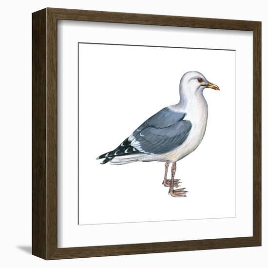 Western Gull (Larus Occidentalis), Birds-Encyclopaedia Britannica-Framed Art Print