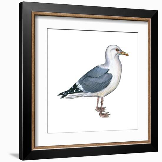 Western Gull (Larus Occidentalis), Birds-Encyclopaedia Britannica-Framed Art Print