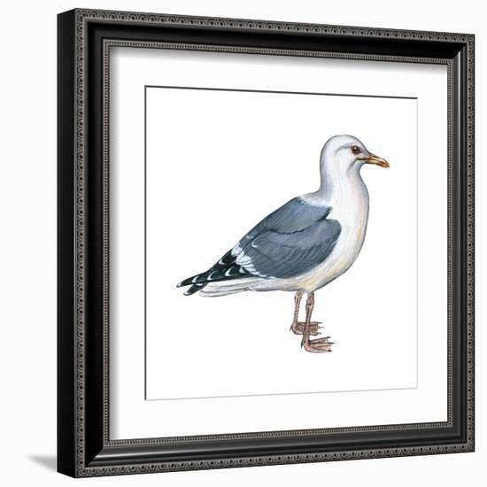 Western Gull (Larus Occidentalis), Birds-Encyclopaedia Britannica-Framed Art Print