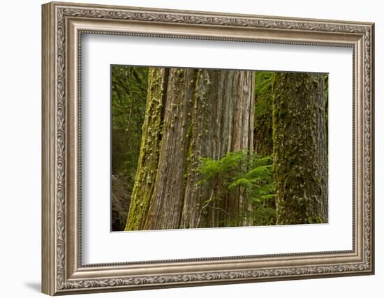 Western Hemlock Cedar Grove of the Patriarchs, Mt Rainier, Washington-Michel Hersen-Framed Photographic Print