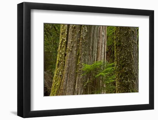 Western Hemlock Cedar Grove of the Patriarchs, Mt Rainier, Washington-Michel Hersen-Framed Photographic Print