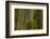 Western Hemlock Cedar Grove of the Patriarchs, Mt Rainier, Washington-Michel Hersen-Framed Photographic Print