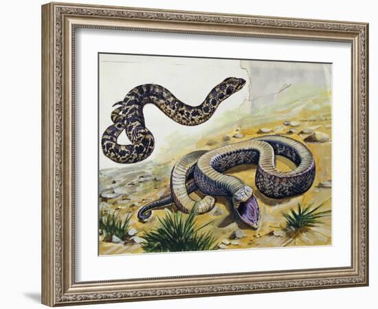 Western Hognose Snake (Heterodon Nasicus), Colubridae-null-Framed Giclee Print