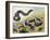 Western Hognose Snake (Heterodon Nasicus), Colubridae-null-Framed Giclee Print