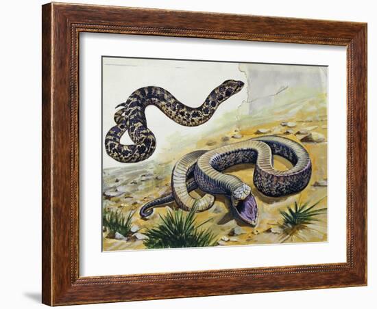 Western Hognose Snake (Heterodon Nasicus), Colubridae-null-Framed Giclee Print